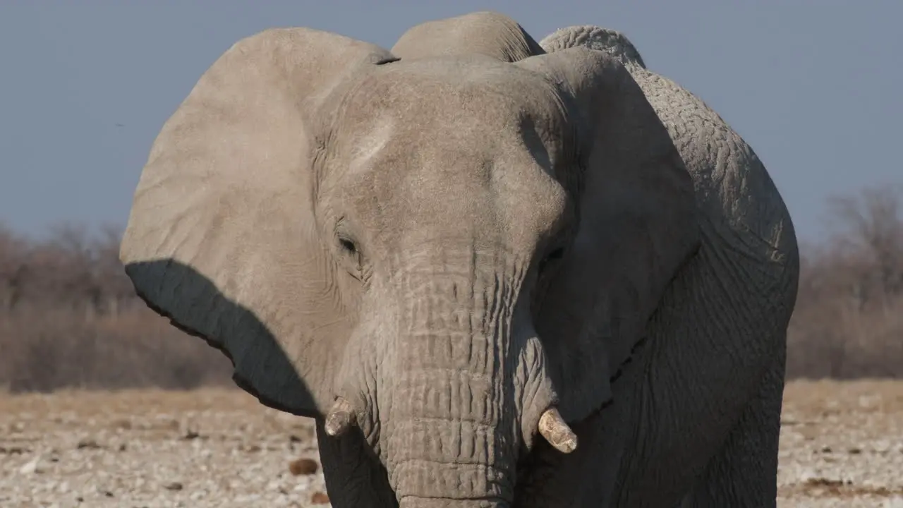 Closeup Of African Bush Elephant In Sunlight