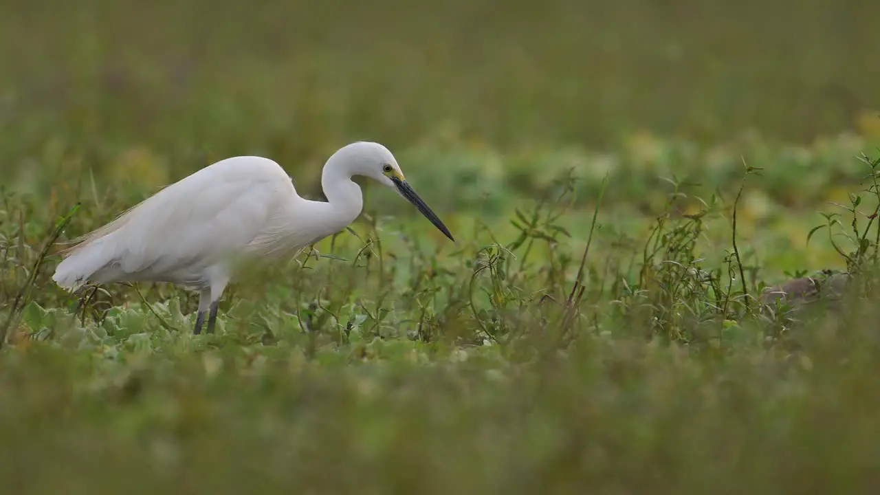 Little Egret fishing in Wetland in Morning