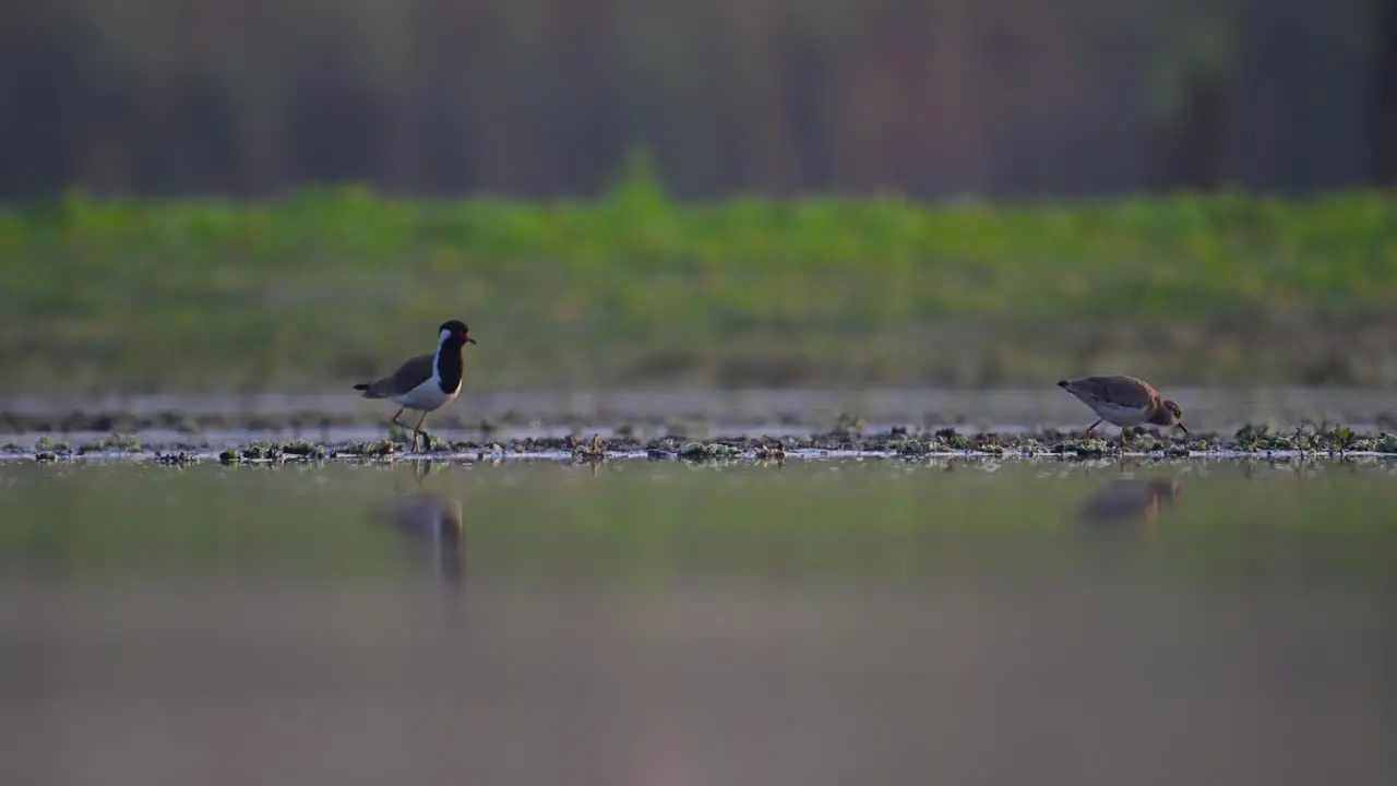 White tailed lapwing attacked by local bird red Red-wattled lapwing in wetland