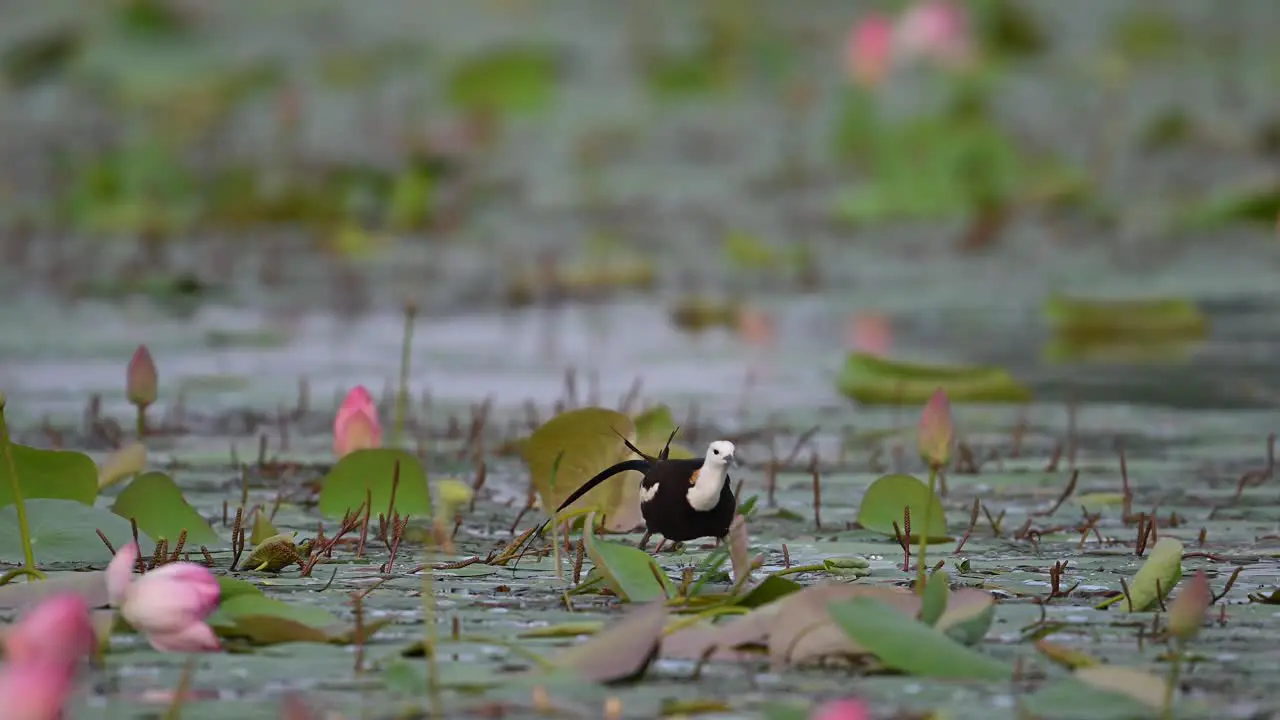 Pheasant tailed Jacana with lotus flowers