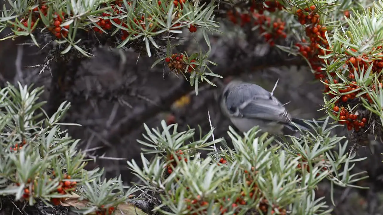 Cinereous tit Feeding in bushes