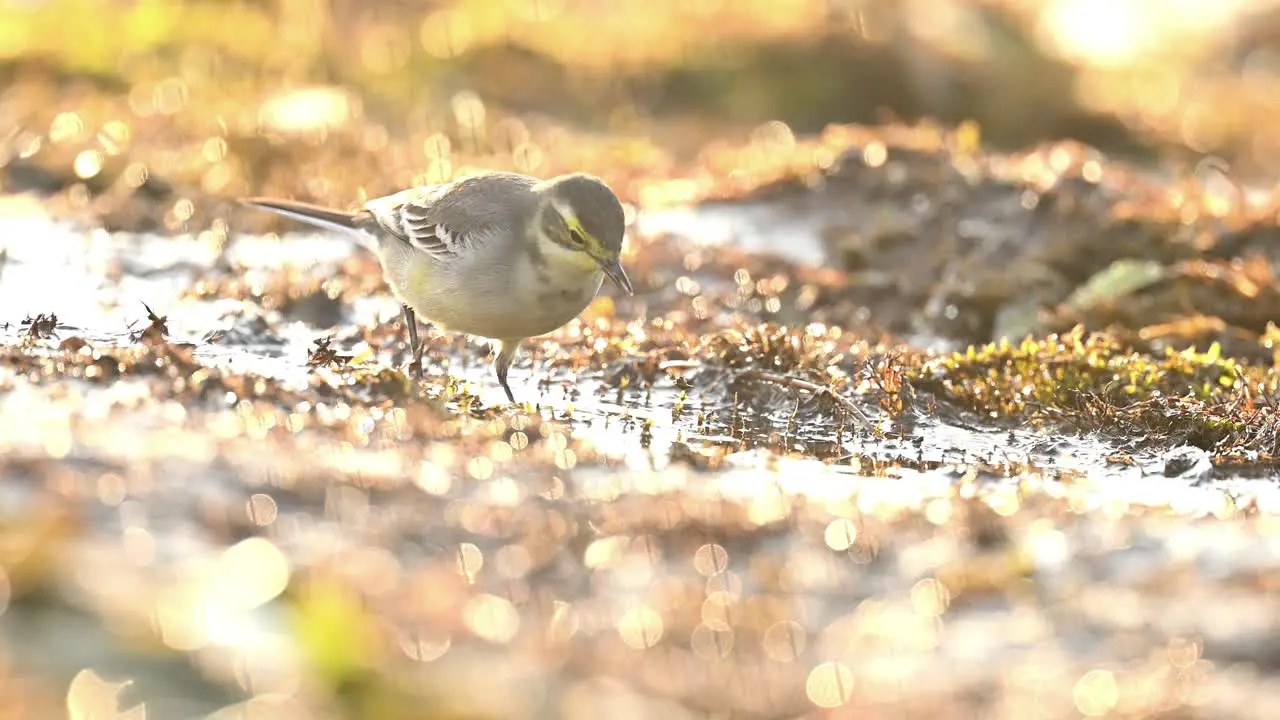 Closeup of a Single Bird Wagtail In Sunrise