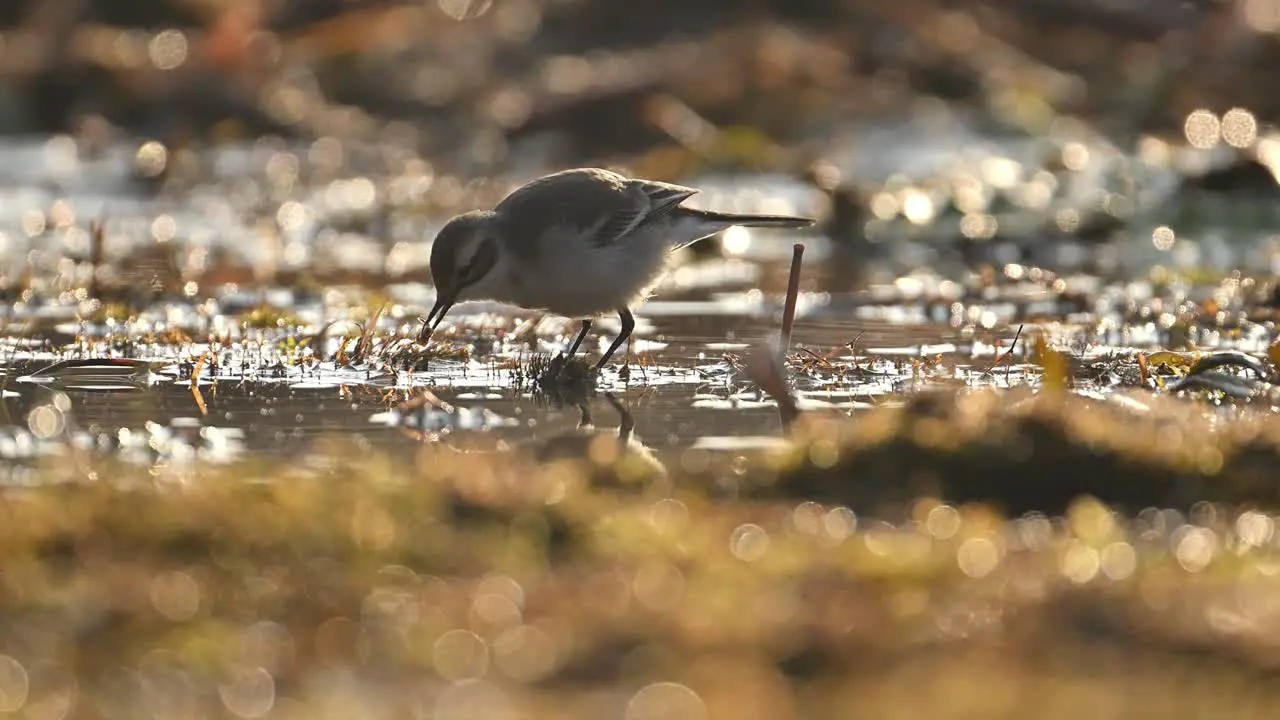 Wagtail Bird Feeding in Wetland Area in Morning