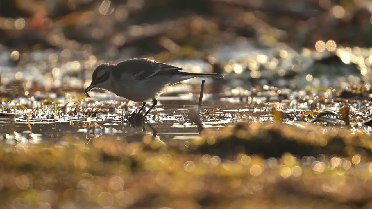 Wagtail bird feeding in Pond in morning