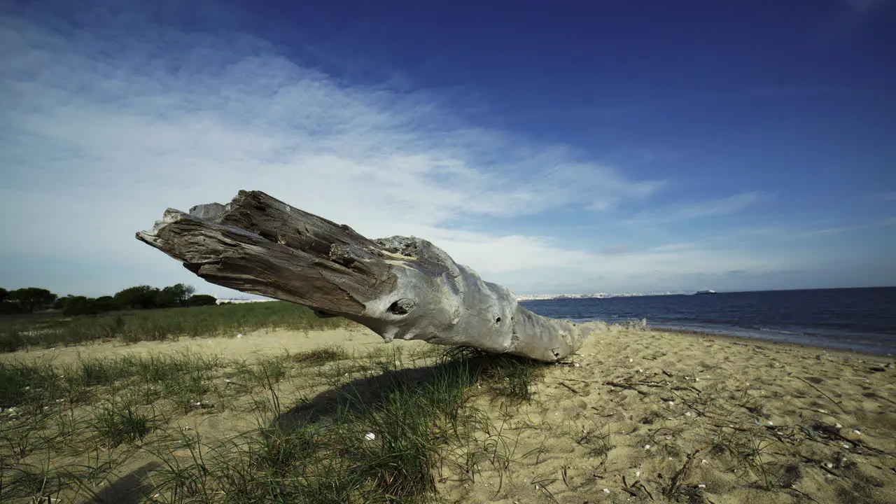 Dead tree on the beach