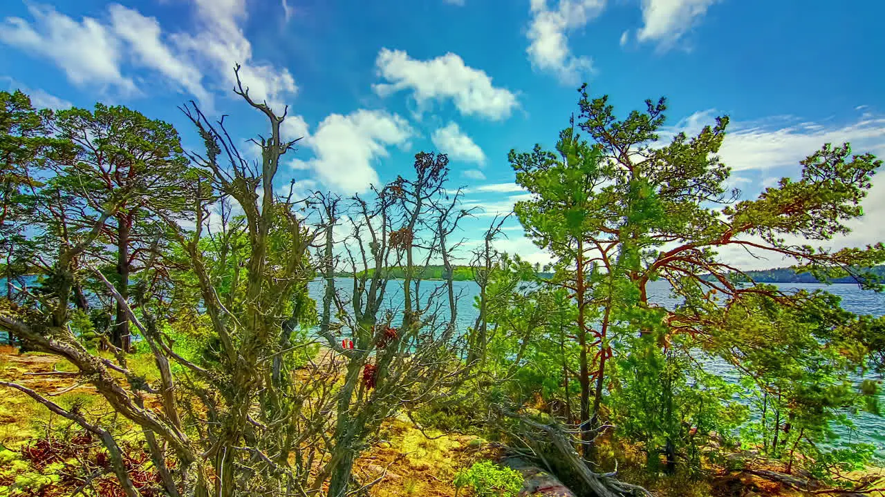 Trees On The Lakeshore On Sunny Day