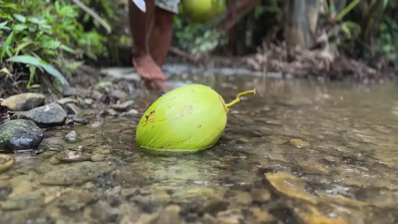 A fresh young coconut has fallen from a nearby tree and is on the ground in a shallow river with the water running around it