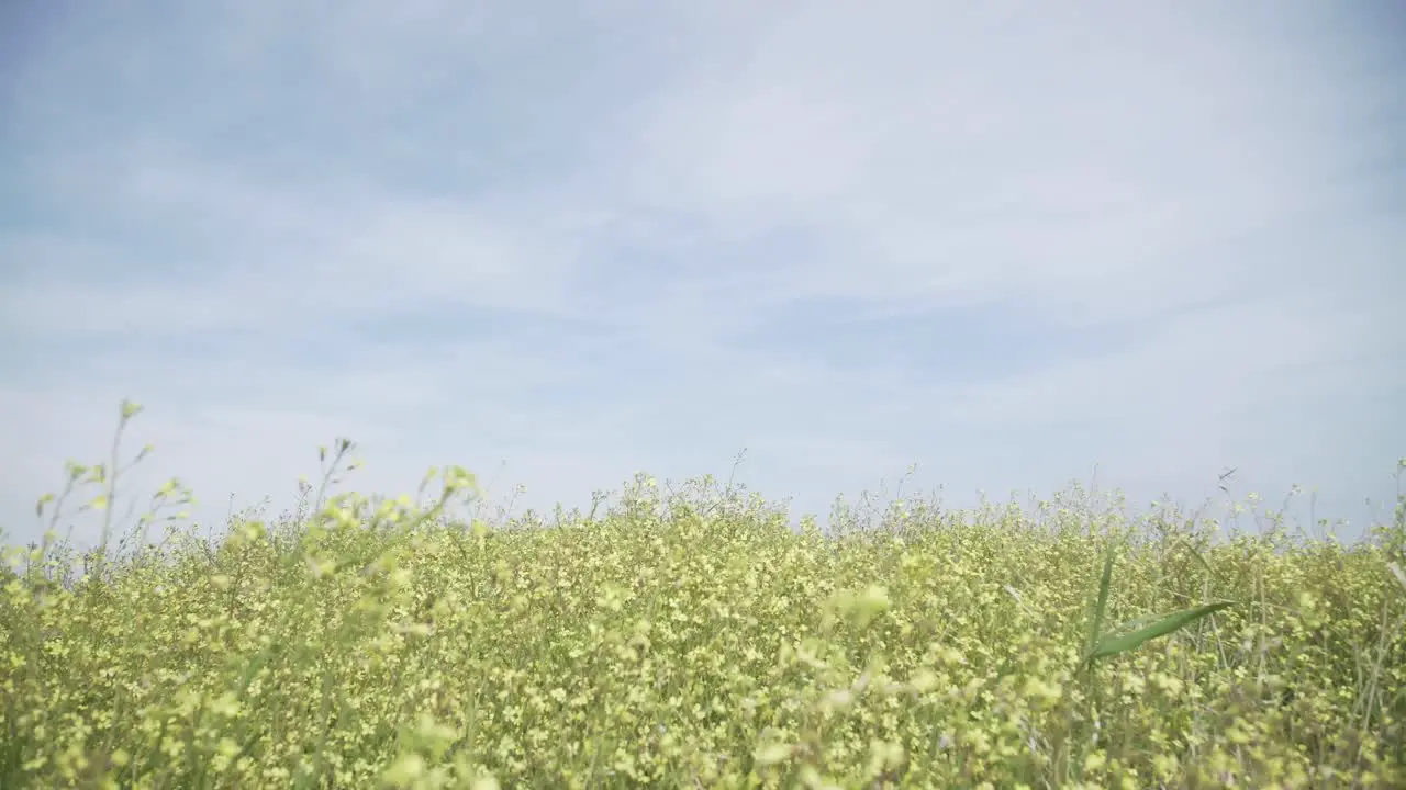 flowers in a field moving with the breeze clean blue sky nature rural shot