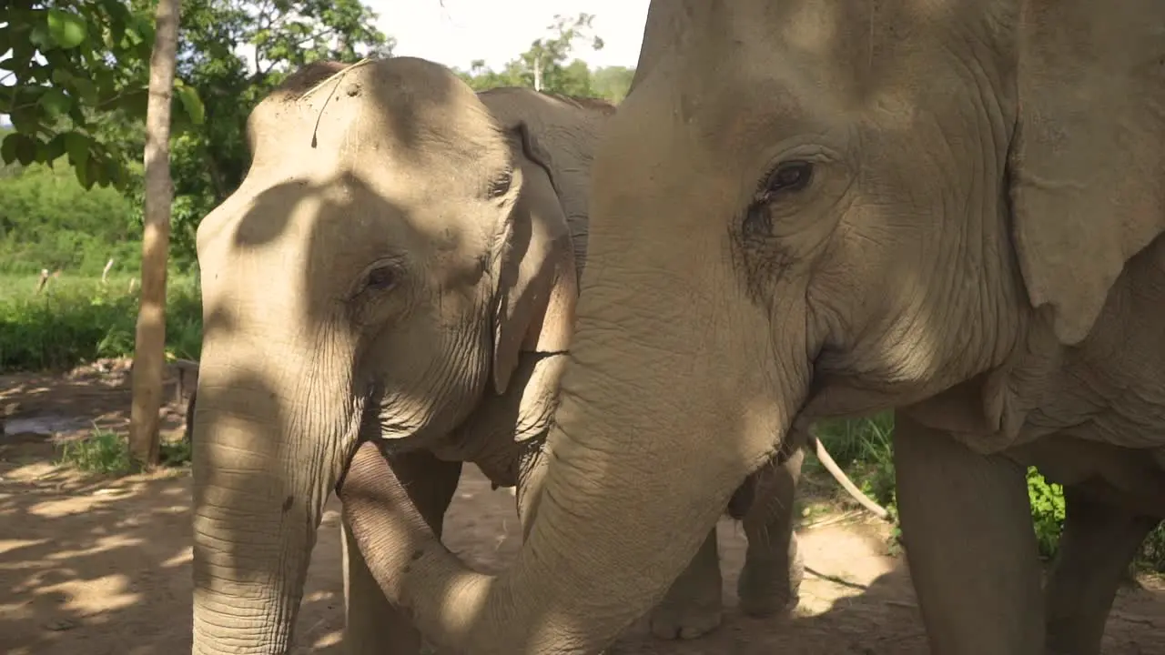 two elephants is standing next to each other and one with her trunk in the other elephants mouth when camera passing by