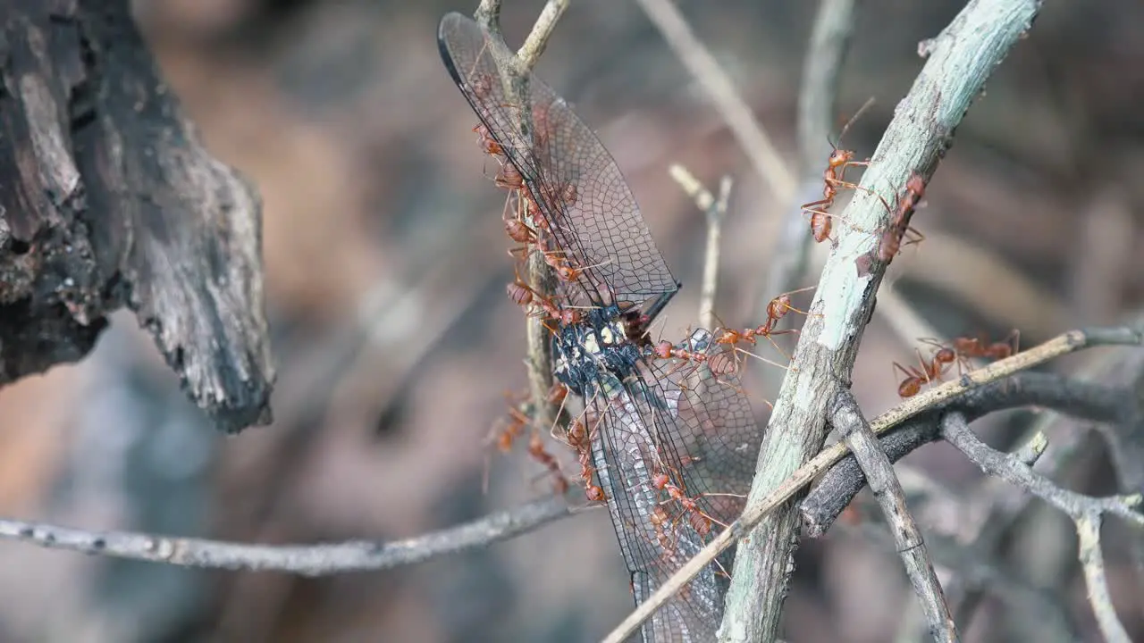 Timelapse of Red Ants Carrying a Dead Dragonfly