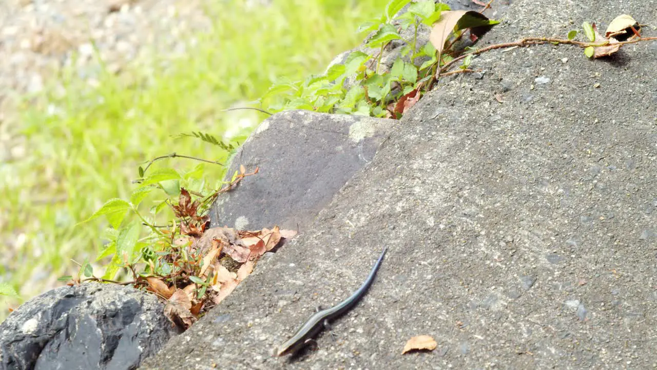 Colorful lizard by a river in Kyoto Japan 4K