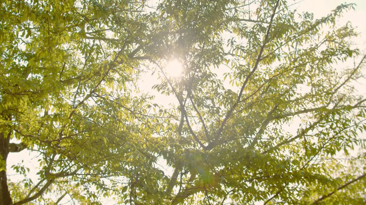 Slide shot of sunlight breaking through leaves in a Japanese garden in Kyoto Japan 4K slow motion