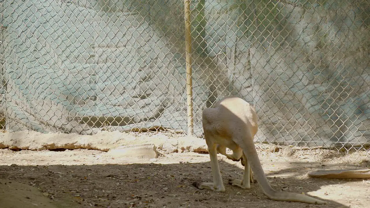 Red kangaroo at the zoo inside the fenced area