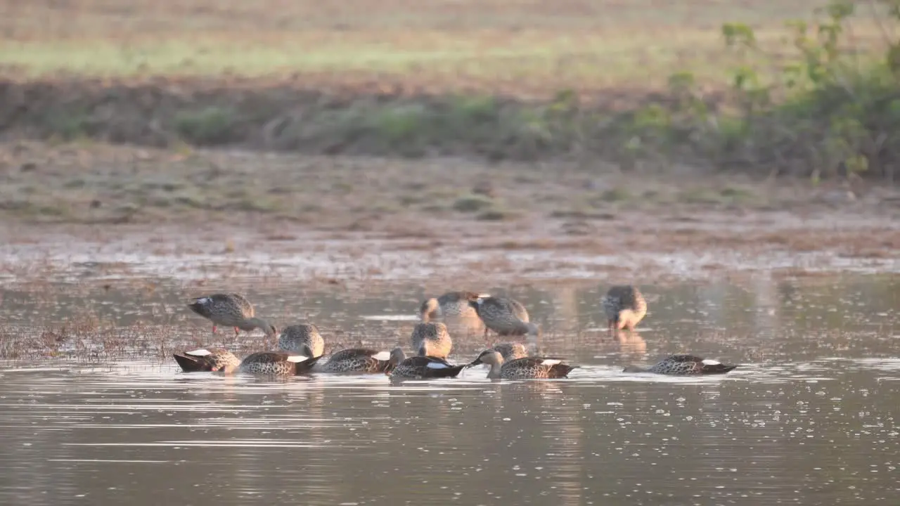 Flock of Indian Spot billed ducks Feeding