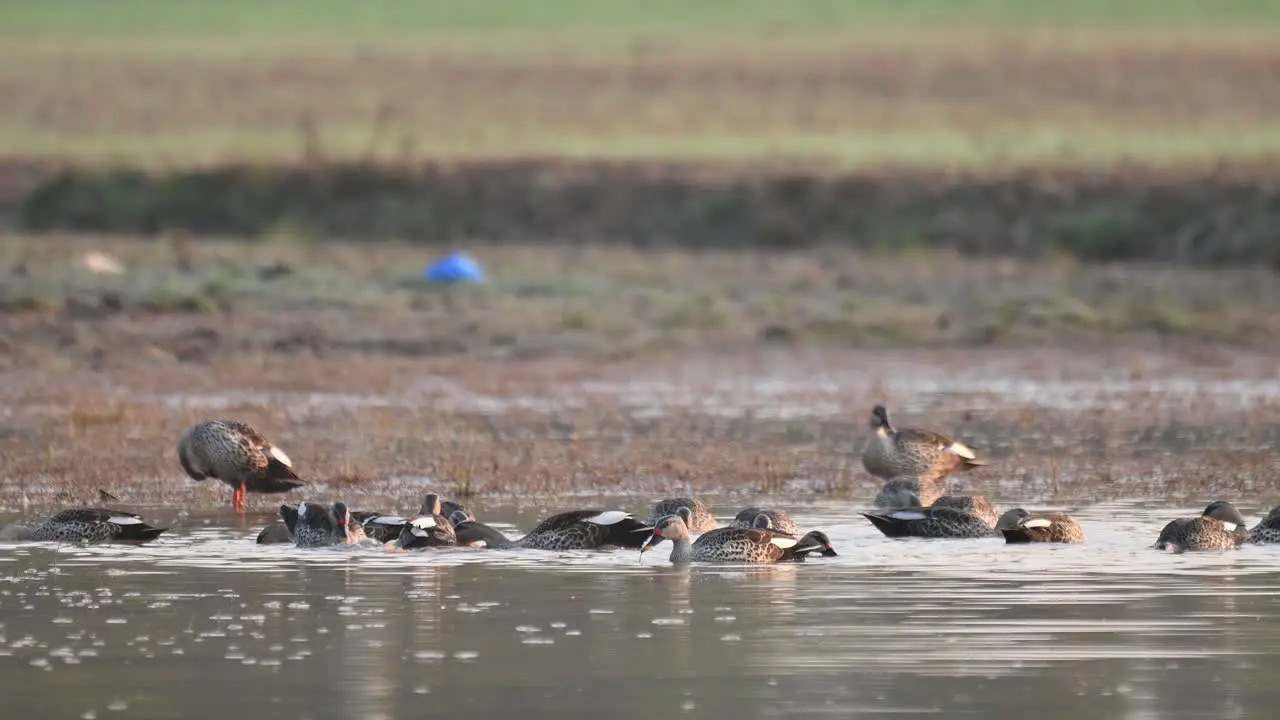 Flock of Ducks in wetland