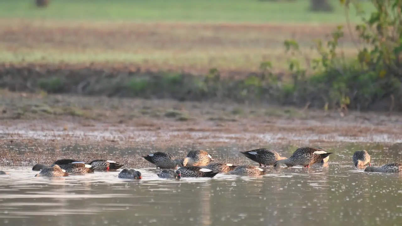 Flock of indian Spot billed Ducks feeding in Pond