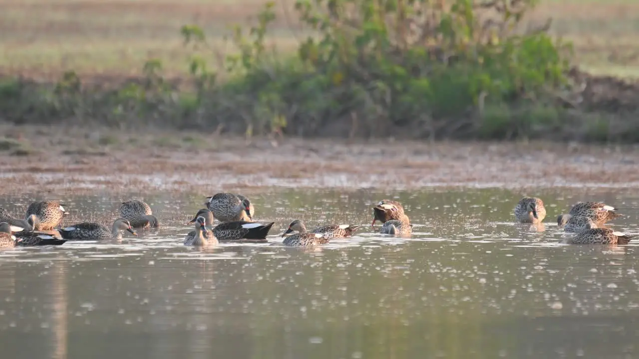 Flock of indian Spot billed Ducks in Pond in Sunrise