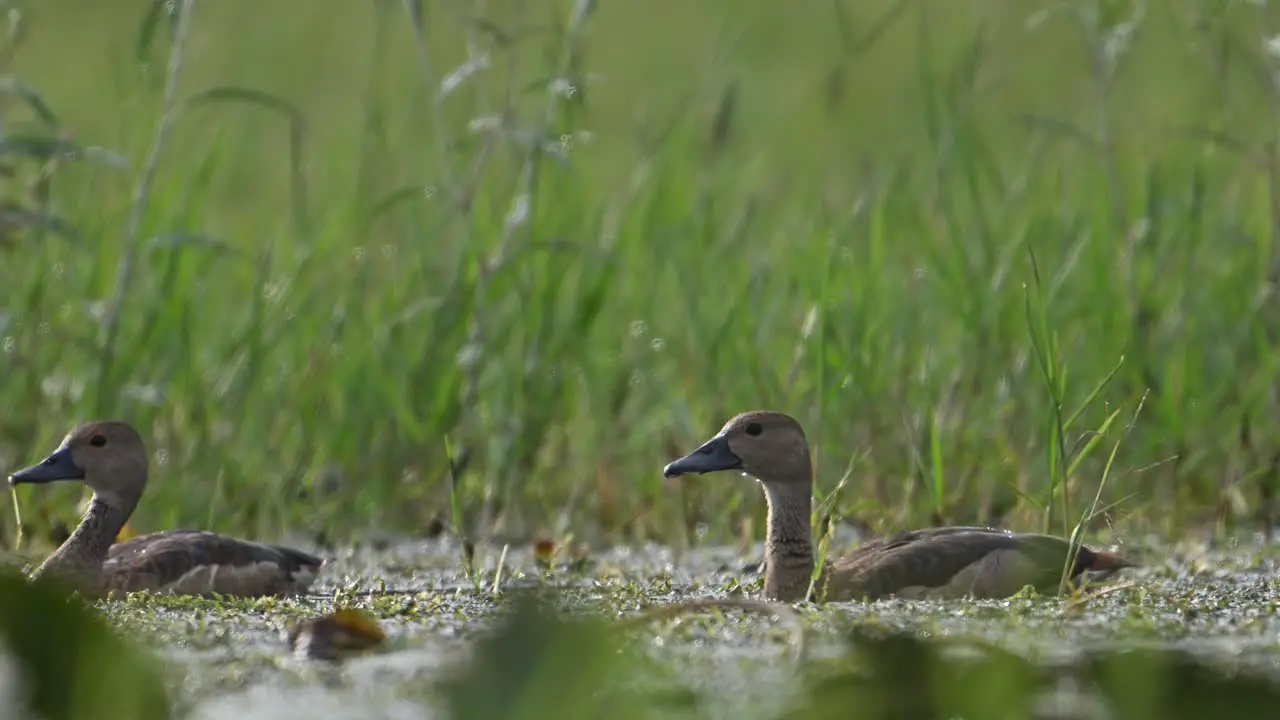 Lesser whistling ducks wading in morning