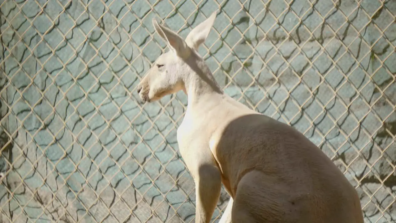 closeview of Red kangaroo at the zoo inside the fenced area lit by sunlight