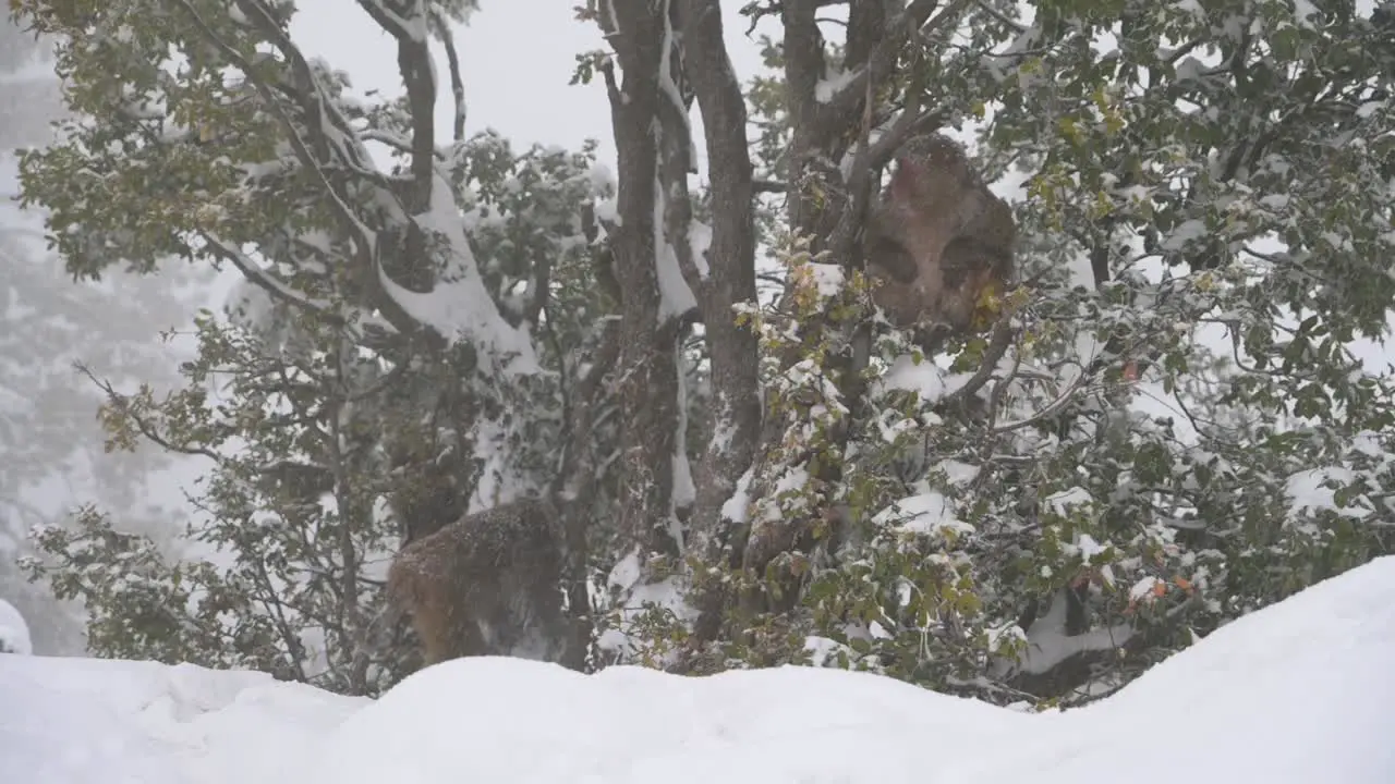 Rhesus macaque monkey climbing on tree in Snowfall