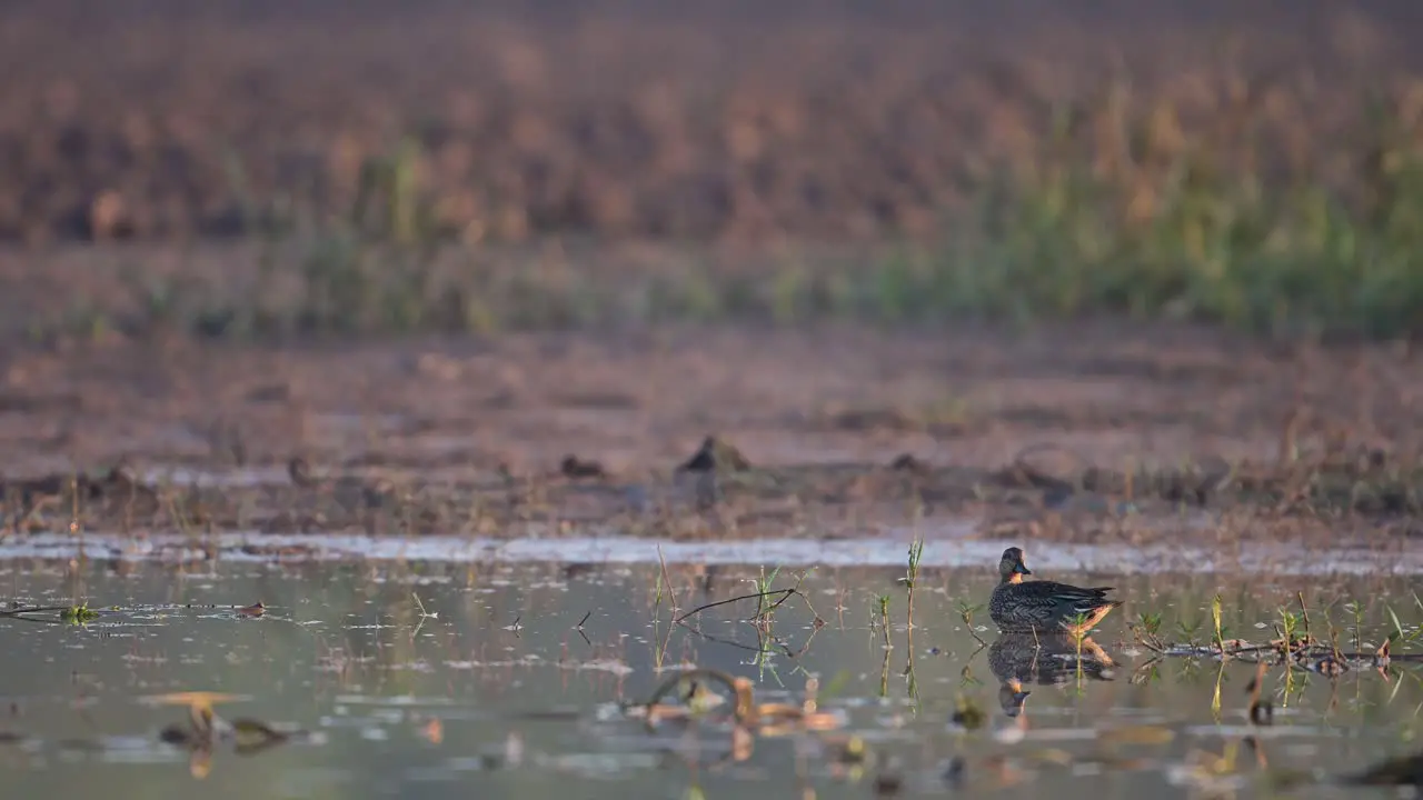 Green Winged teal or Common teal in wetland