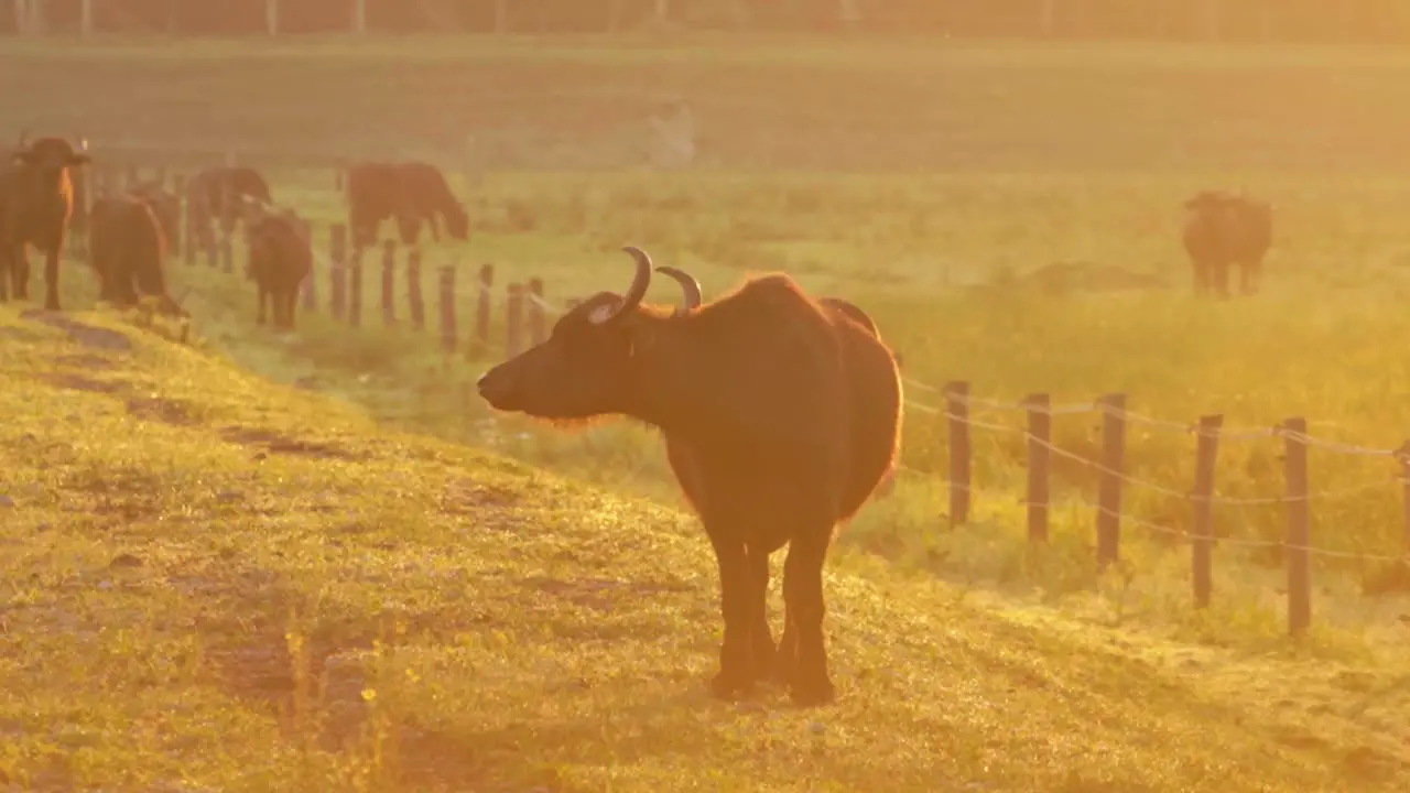 Stunning 4K footage of a water buffalo filmed in Ormož natural reserve park