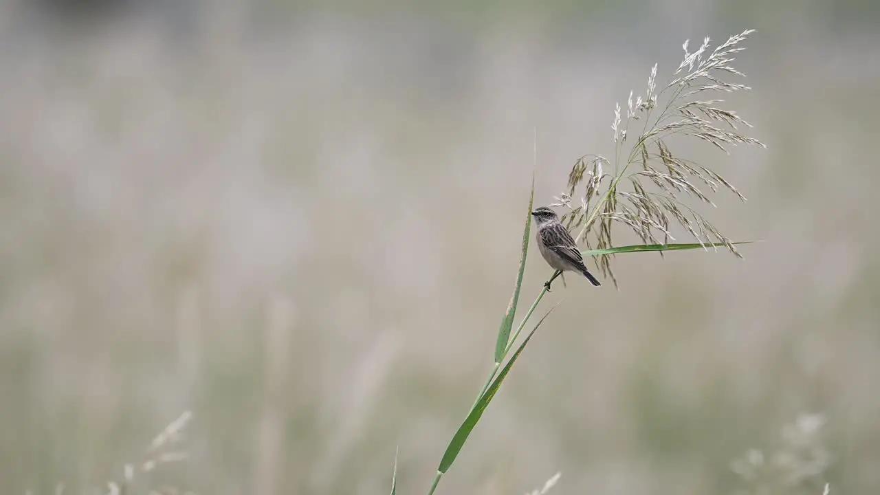 Siberian stonechat taking of from perch