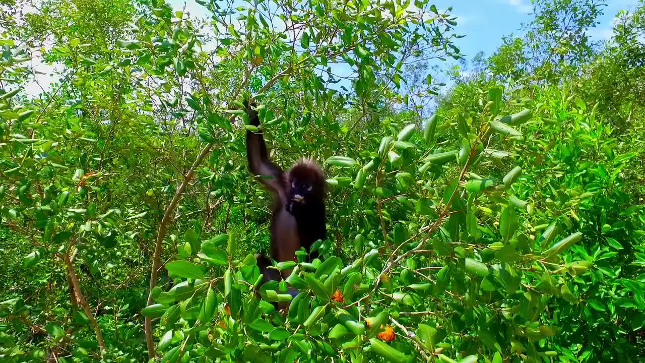 Monkey -Trachypithecus obscurus Spectacled Langur Langkawi