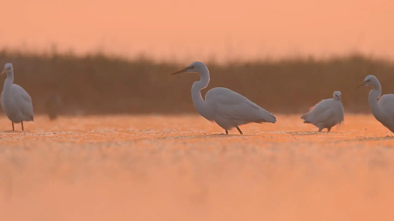 Flock of Great egrets fishing in Misty morning