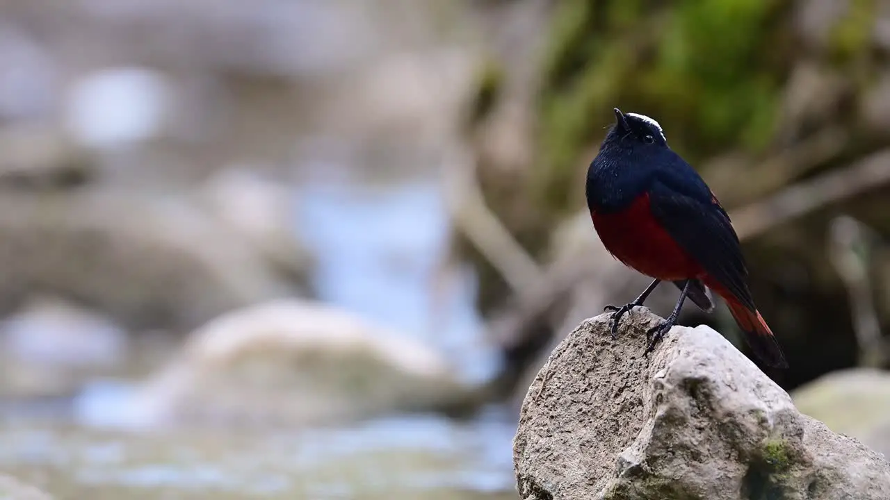 White capped Water Redstart on Rock in Water Stream