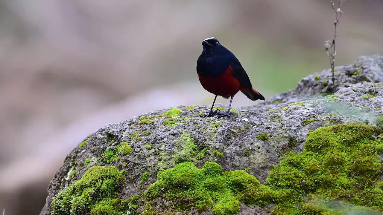 White capped Water Redstart on Rock