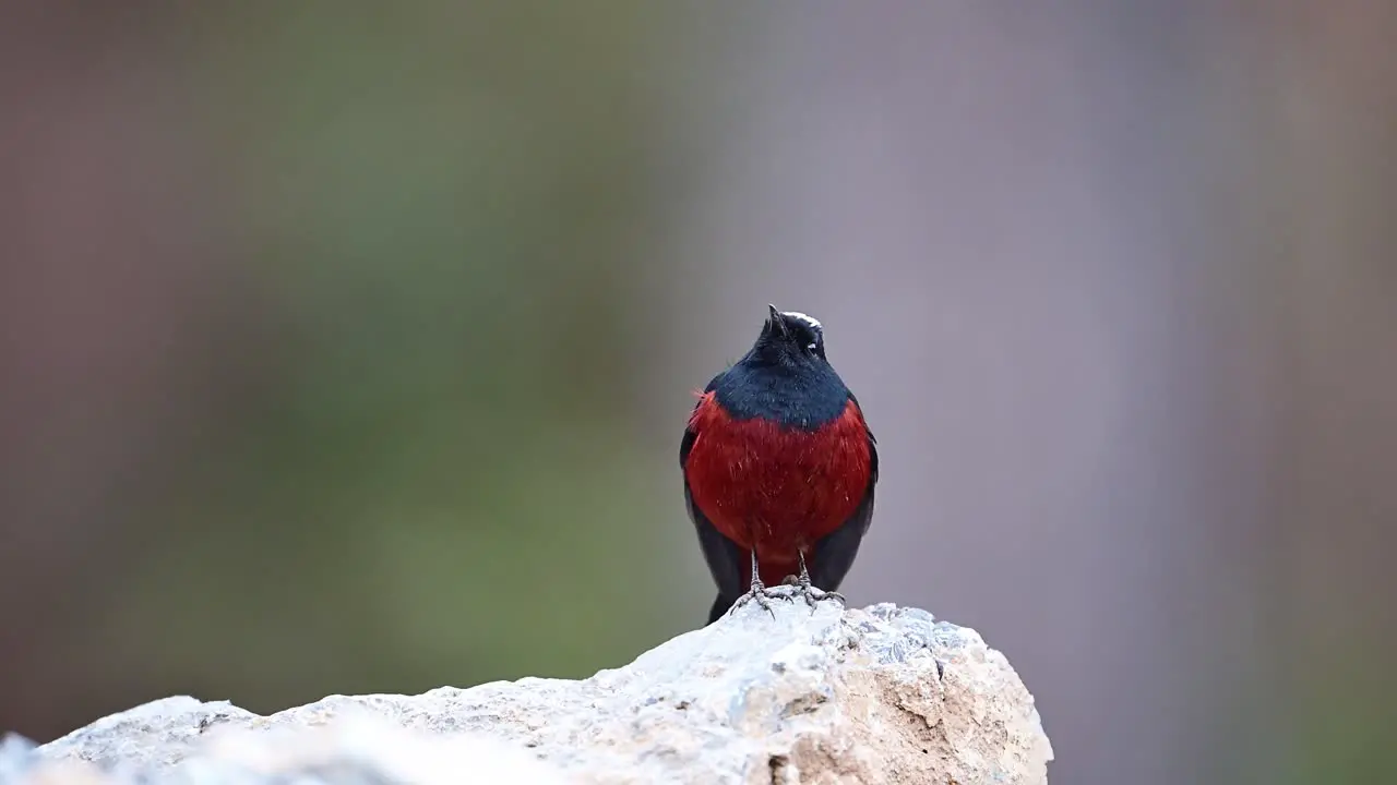 Beautiful Bird White capped redstart on rock