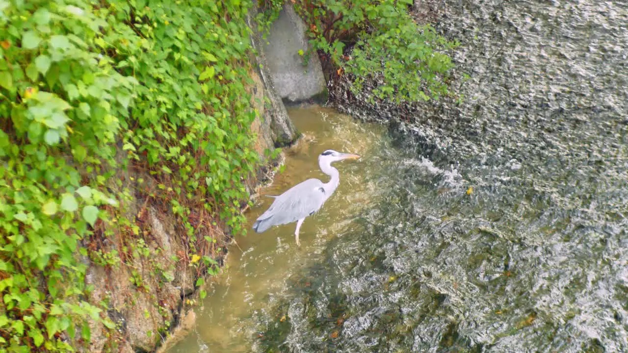 Slide shot of a bird bathing in the river in Kyoto Japan 4K slow motion