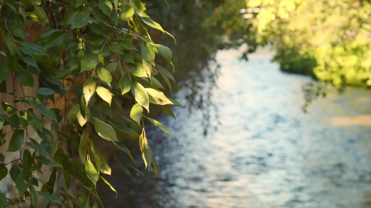 Beautiful shot of leaves during the sunset in Kyoto Japan 4K slow motion