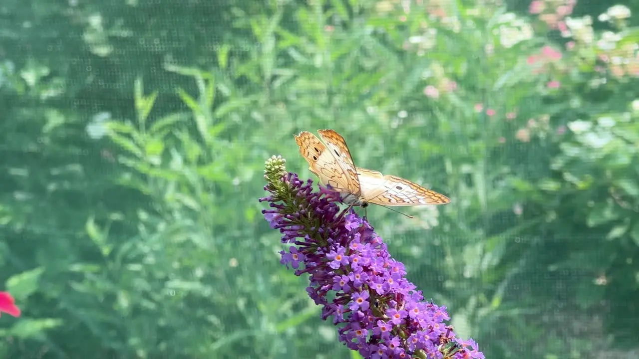 Butterfly perched on purple flower close up