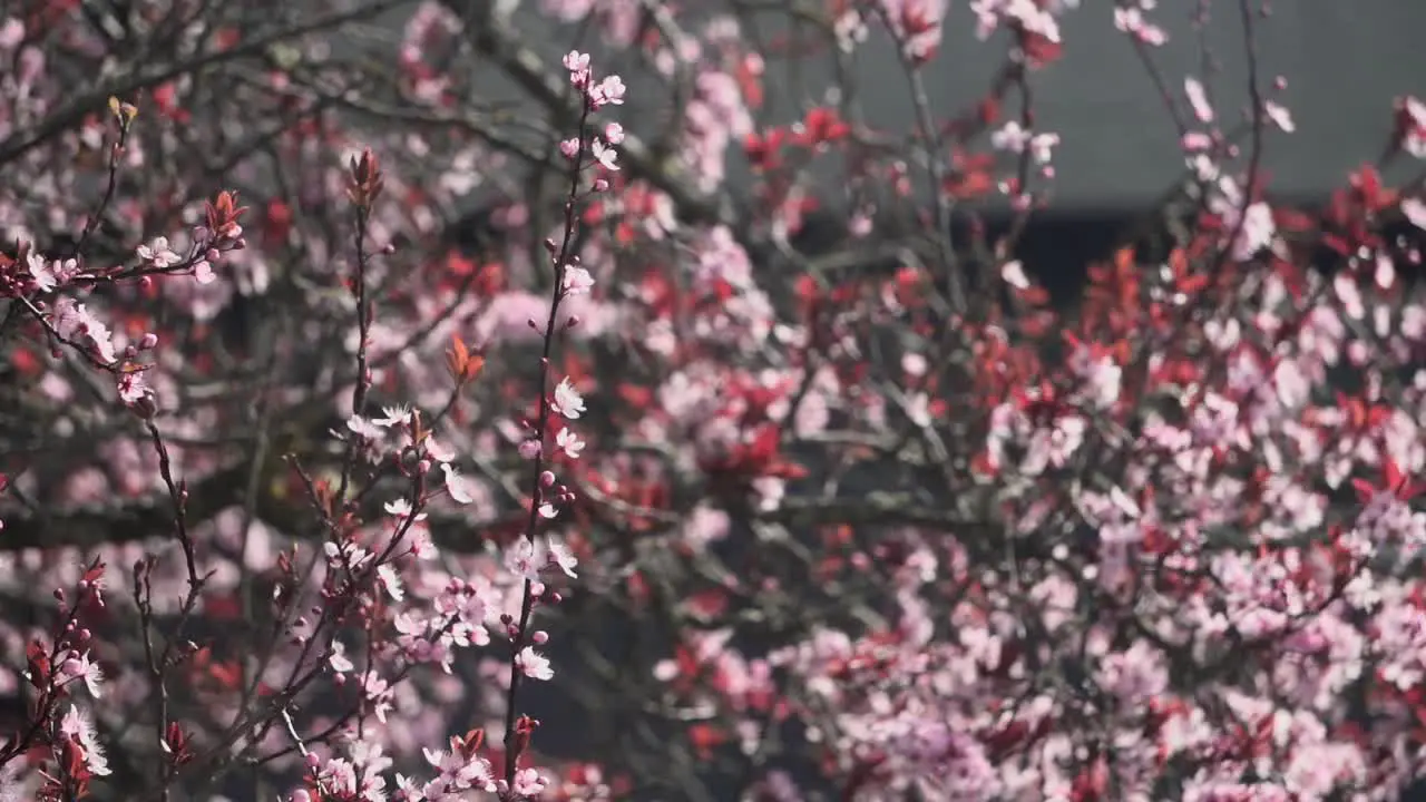 Close up footage of a cherry blossom tree in full bloom during the spring in Canada