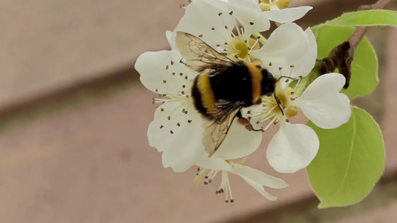 Closed frame of a Bee with its back turned collecting pollen unfocused wooden background