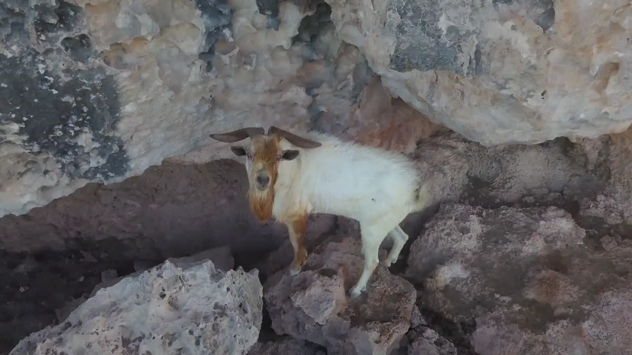 Sweeping shot of a wild brown and white goat on the side of a cliff in Aruba