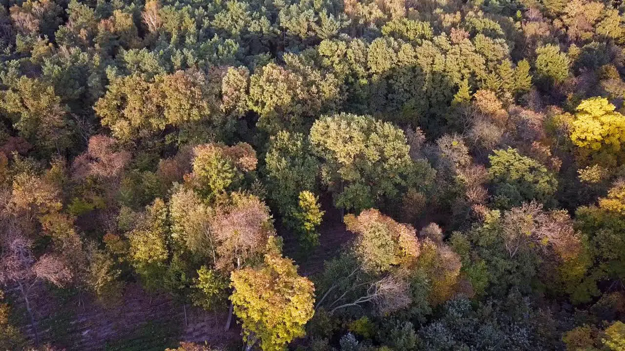 Drone shot of trees in the park