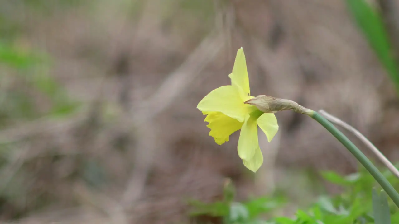 A lone yellow daffodil in a field during springtime