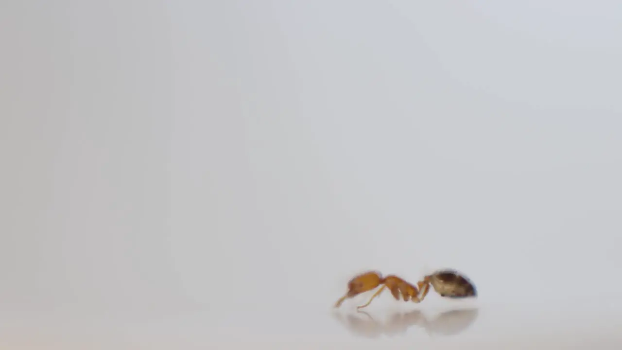 Side View on One Ant Close-up Yellow and Tiny Walking Out of Focus White Smooth Background 4K