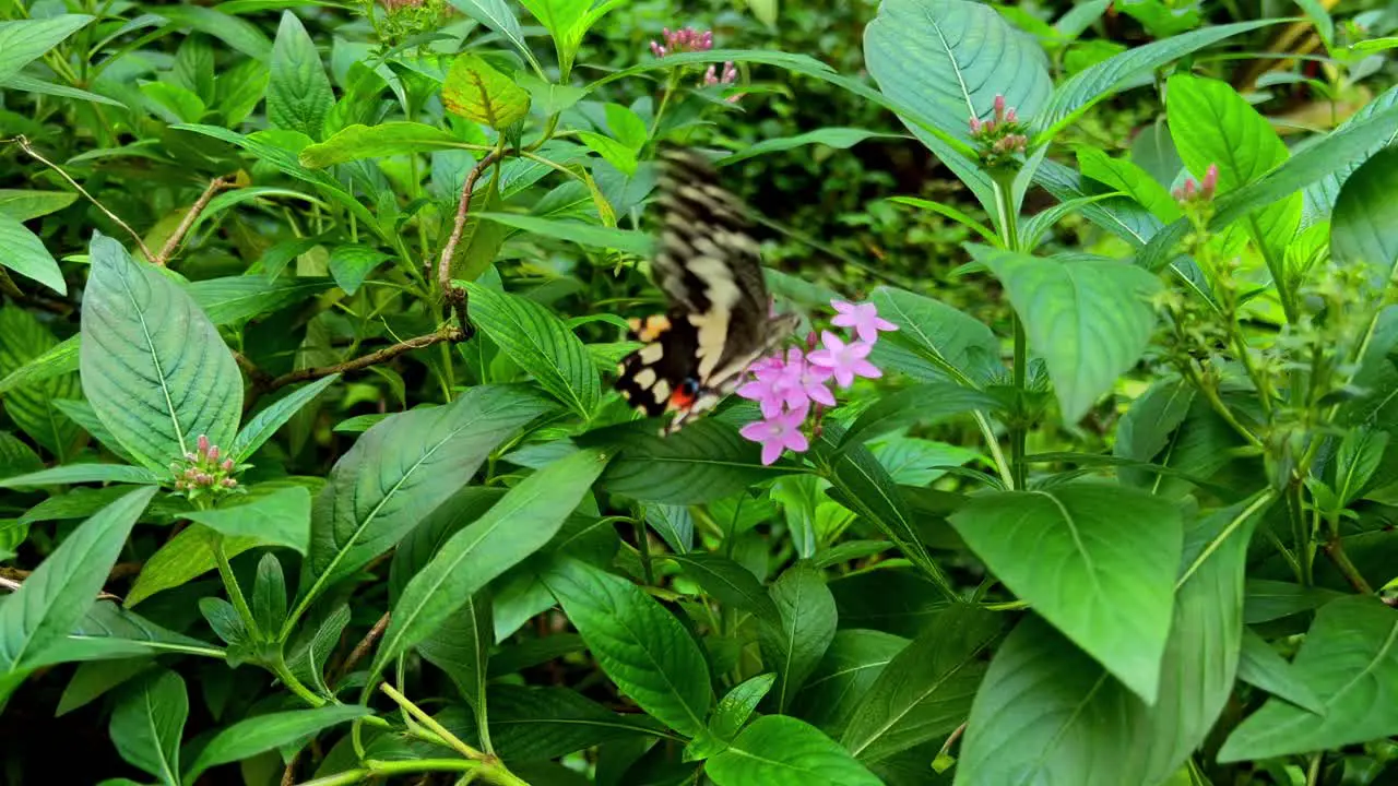 A butterfly sits on a green tree and drinks nectar from a flower