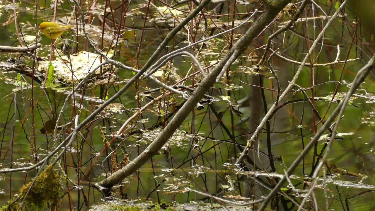 Beautiful female Yellow Warbler hopping around tree branches next to lake water