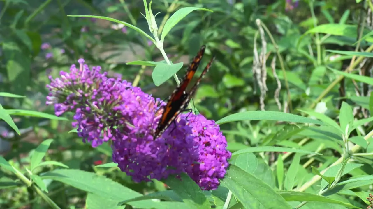 Monarch butterfly on purple phlox flower close up