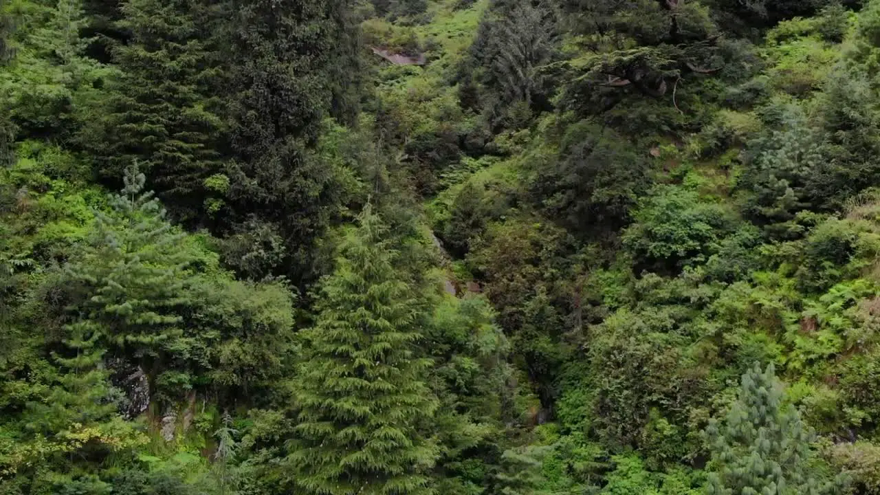 Deodar Forest Manali Himachal The Woods in the forest