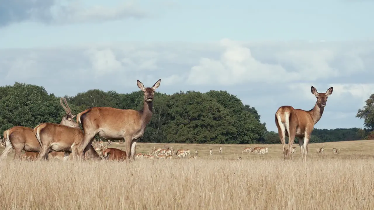 Herd of deer grassing on meadow deer looking at camera