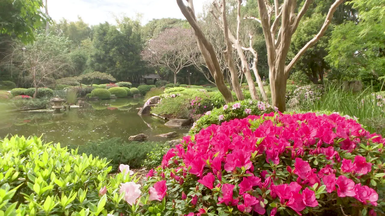 Tranquil pond with pink flowers Japanese Gardens Brisbane Queensland