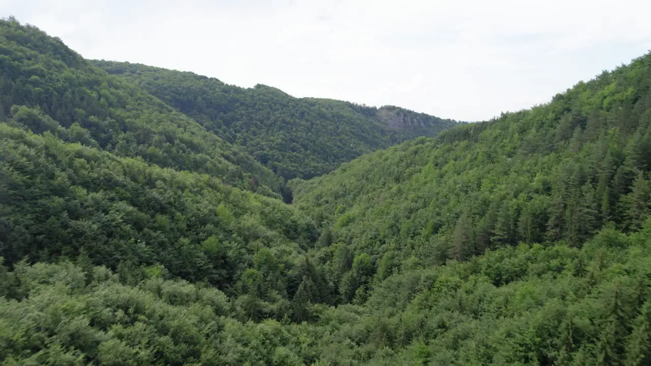 Aerial fly over over green luch forest during a sunny day valley