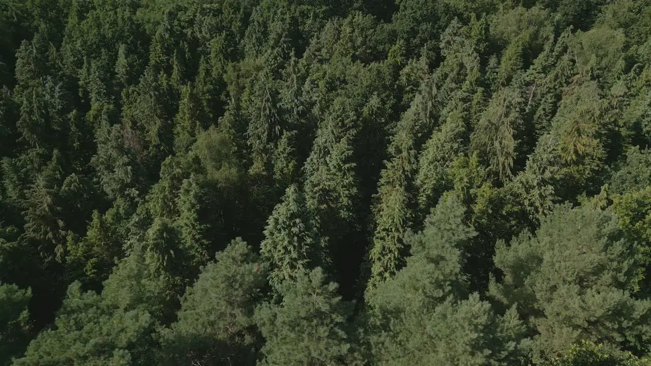 Aerial footage of pine treetops sun in casting lovely light on the evergreen forest foliage