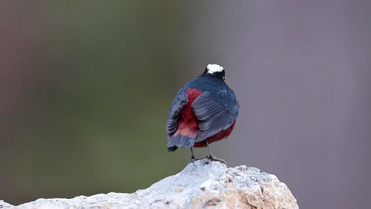 Closeup of White capped Redstart bird in The Evening